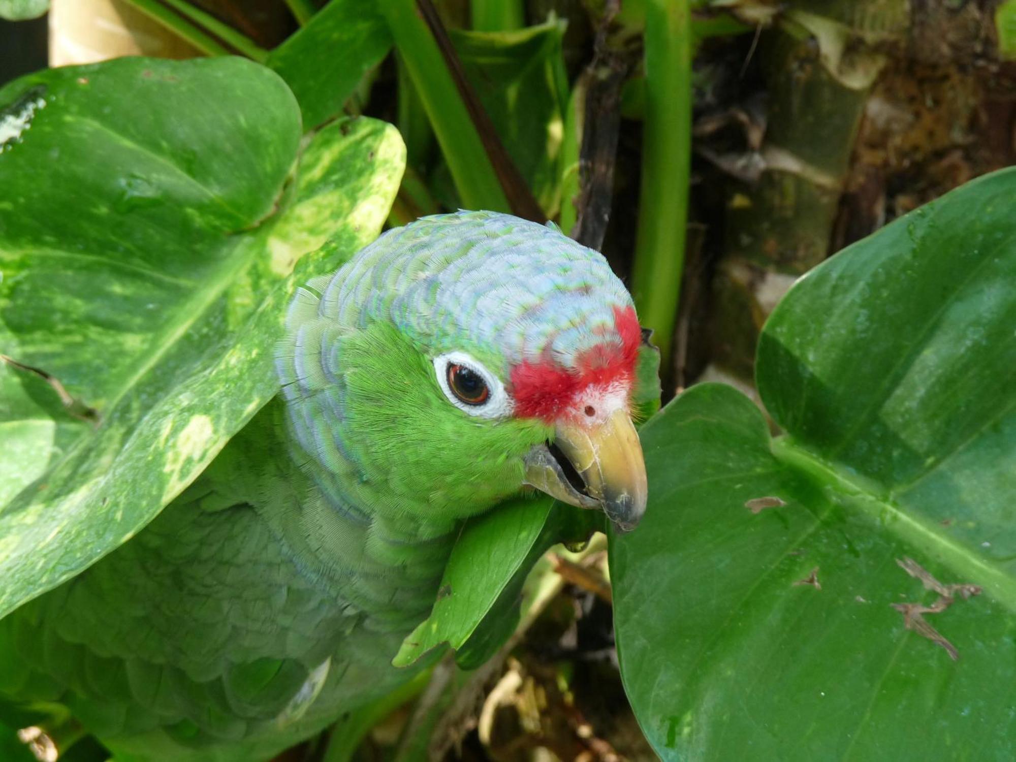 El Tucan Jungle Lodge Puerto Viejo de Talamanca Exteriör bild