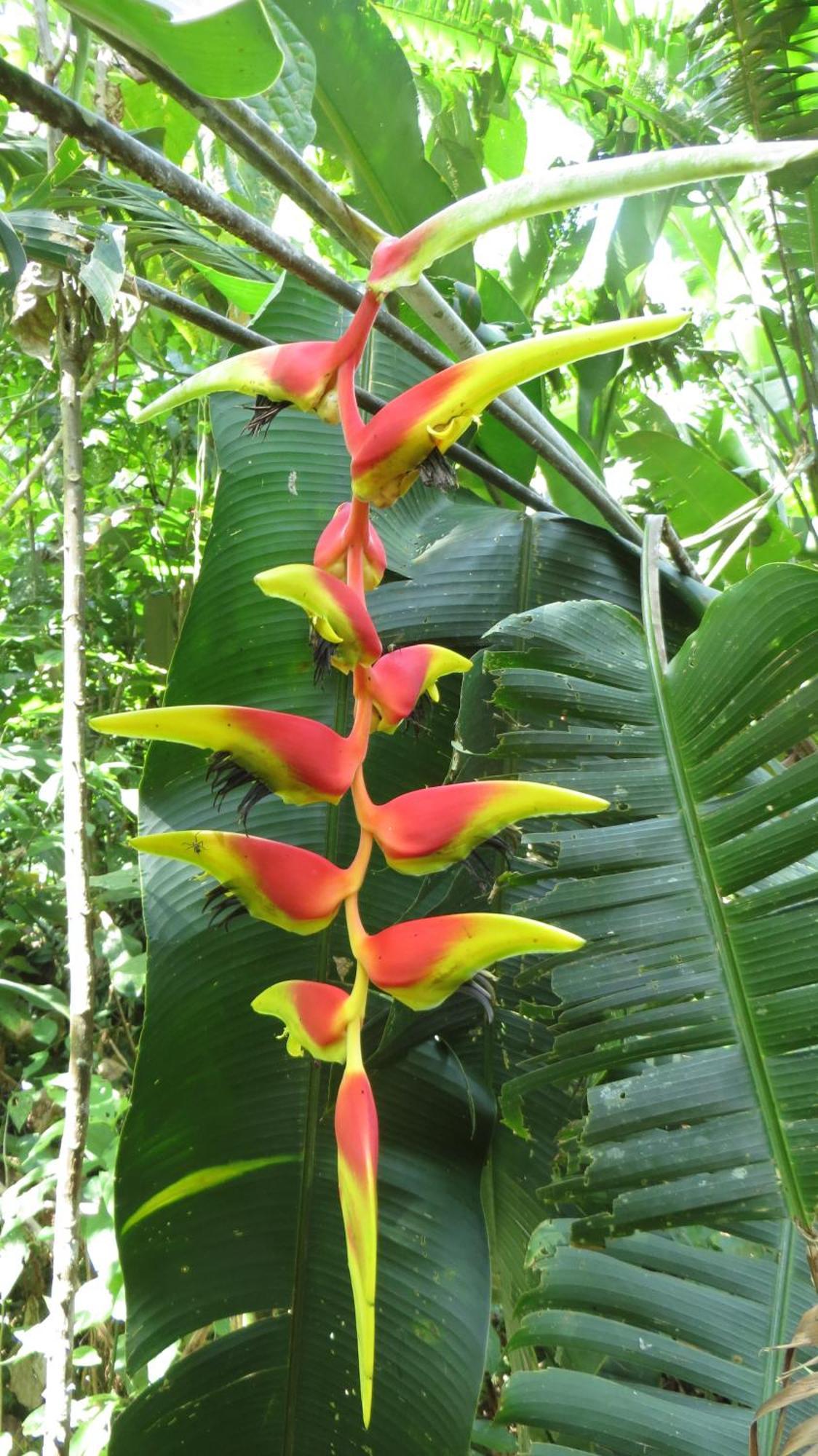El Tucan Jungle Lodge Puerto Viejo de Talamanca Exteriör bild