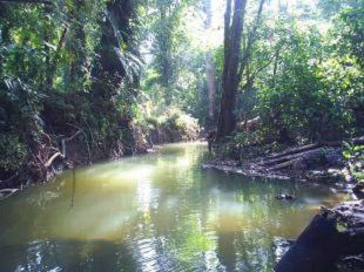 El Tucan Jungle Lodge Puerto Viejo de Talamanca Exteriör bild